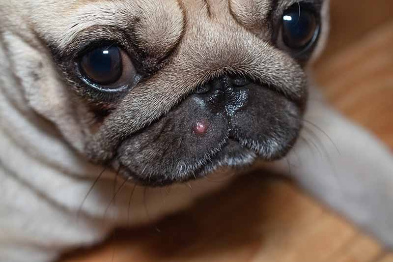 portrait of a pug with a big pimple