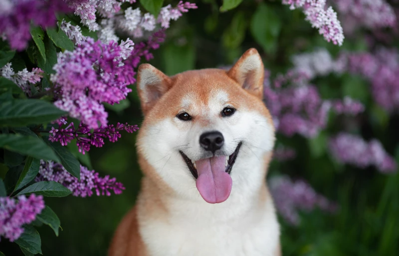 portrait of a shiba inu dog under flower shrub