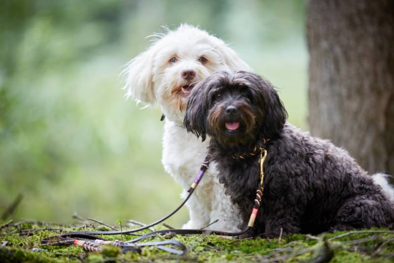 Portrait Of Two Cute Havanese Dogs With Dog Leash Sitting In Forest And Looking To Camera Peter Mayer 67 Shutterstock 