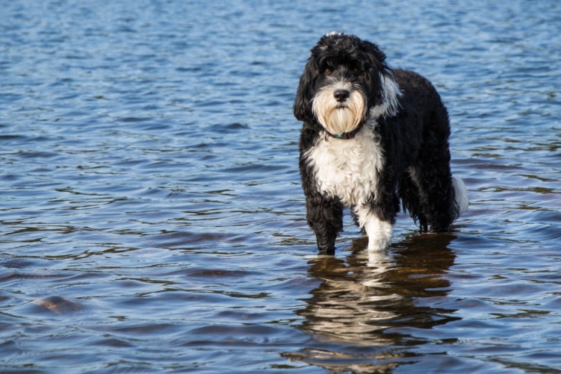 portuguese water dog standing in the water