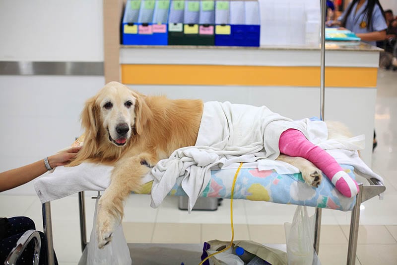 post-surgery of a golden retriever in hospital