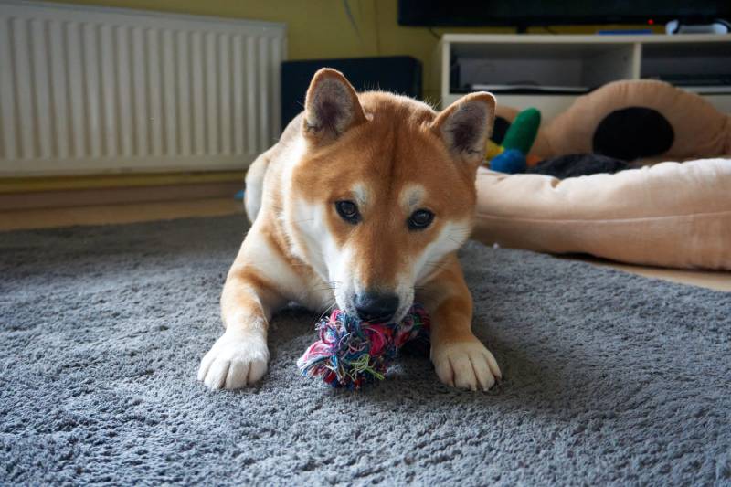 pretty sesame shiba inu is lying on the carpet with a toy
