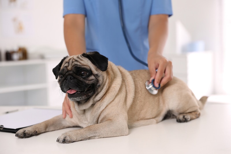 pug dog checked by vet