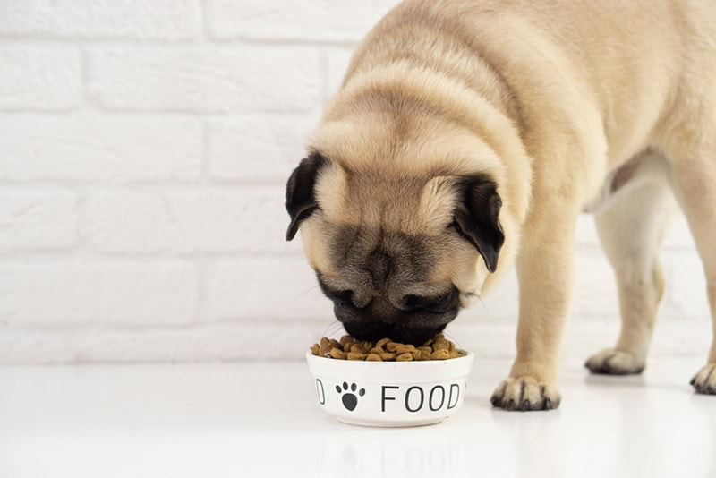 cachorro pug comendo na tigela de alimentação