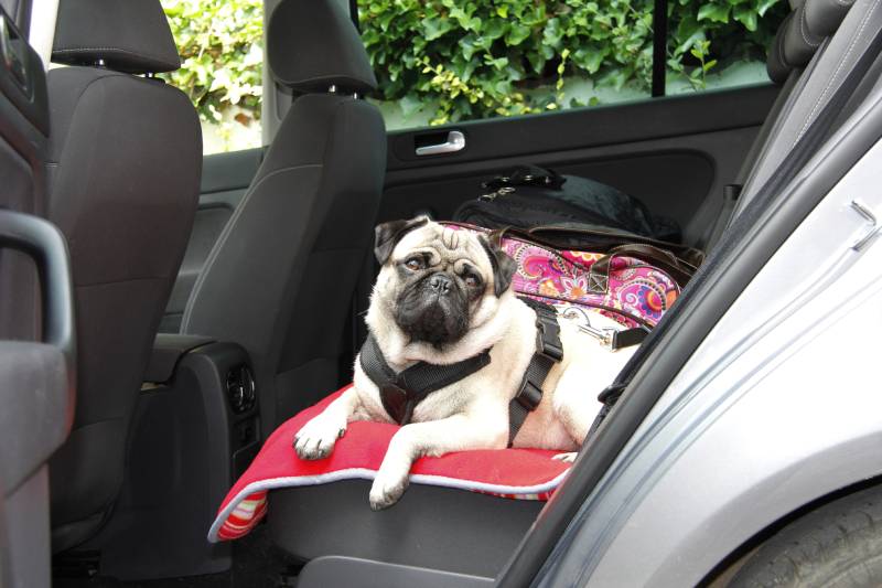 pug dog in a car on the back seat