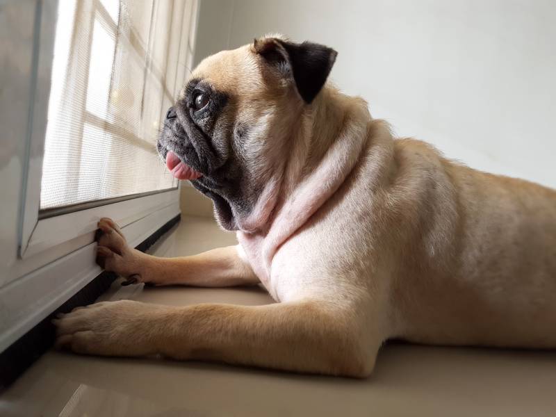 pug dog on the floor staring outside through the window