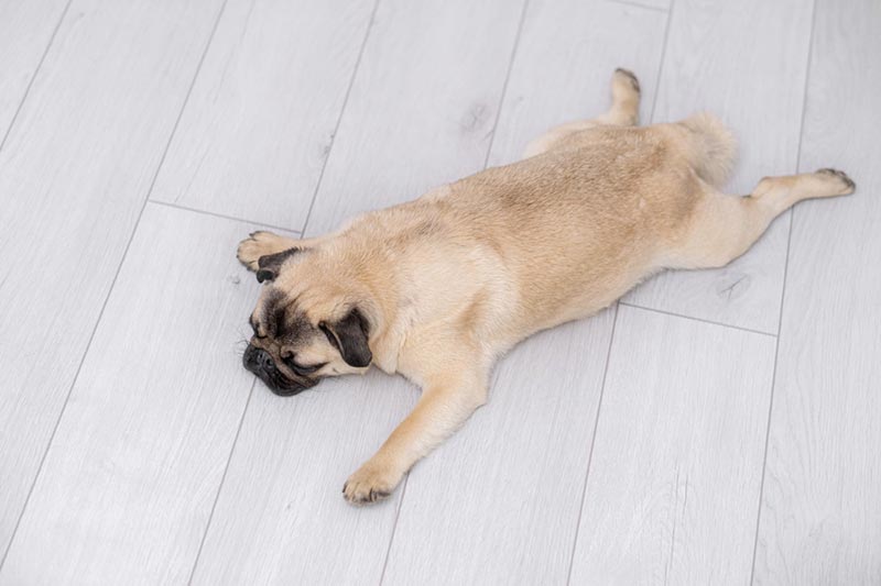 pug dog sleeping on the floor