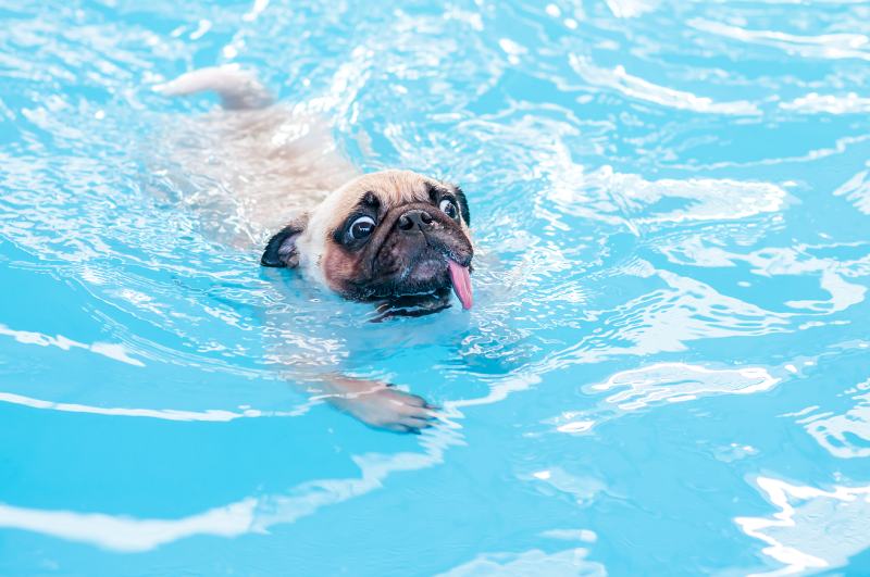 pug dog swimming with tongue sticking out in private local pool
