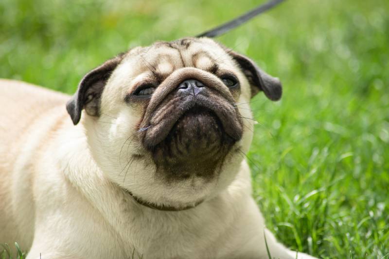 pug dog wants to sneeze