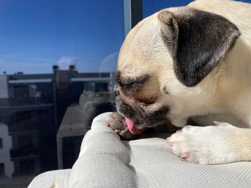 pug licking its paw