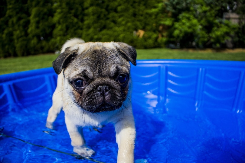 pug puppy swimming