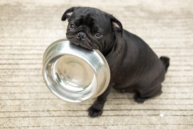pug with bowl