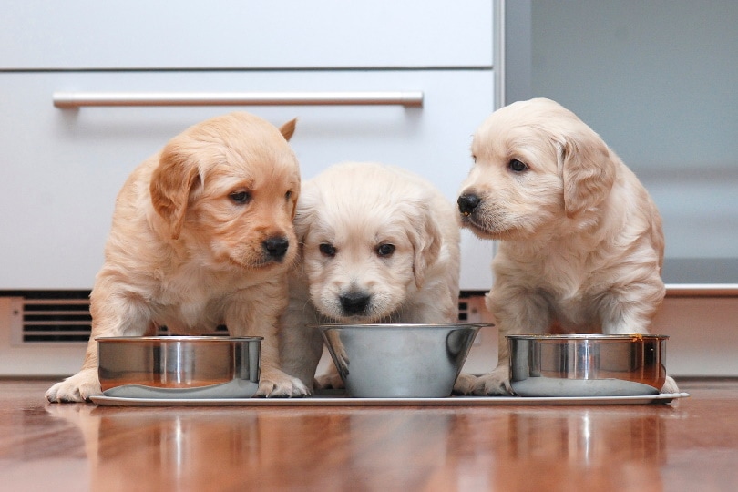 puppies eating food from food bowls
