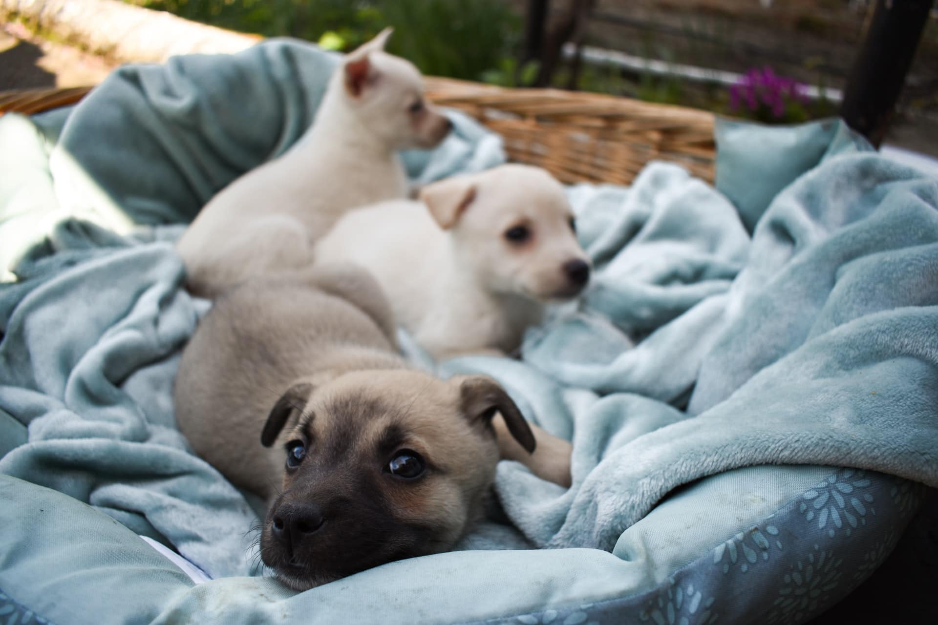puppies with their blanket
