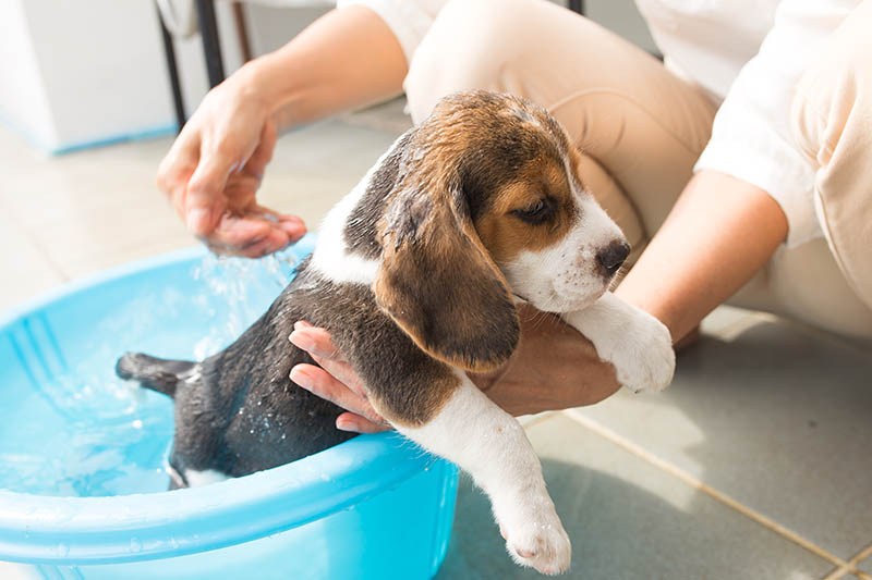 How Often Should You Bathe a Beagle? Breed Care Tips – Dogster