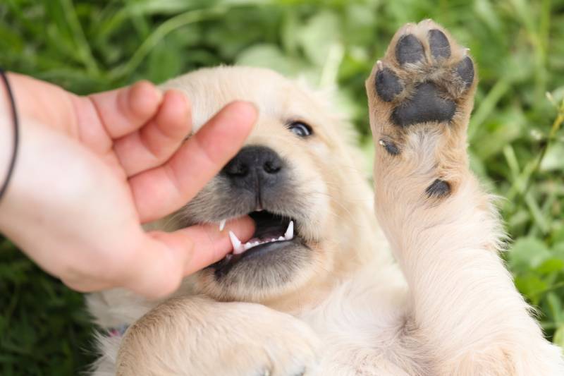 puppy biting owner's hand