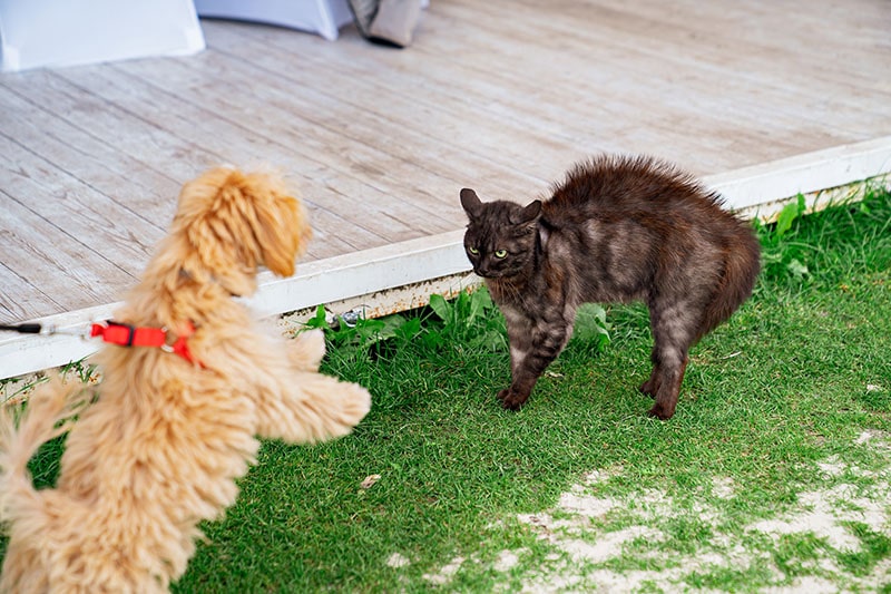 puppy breed maltipoo walks on a leash on the lawn and attacks a black cat