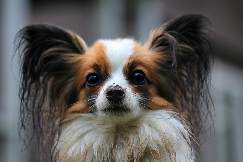 papillon with dirt on nose
