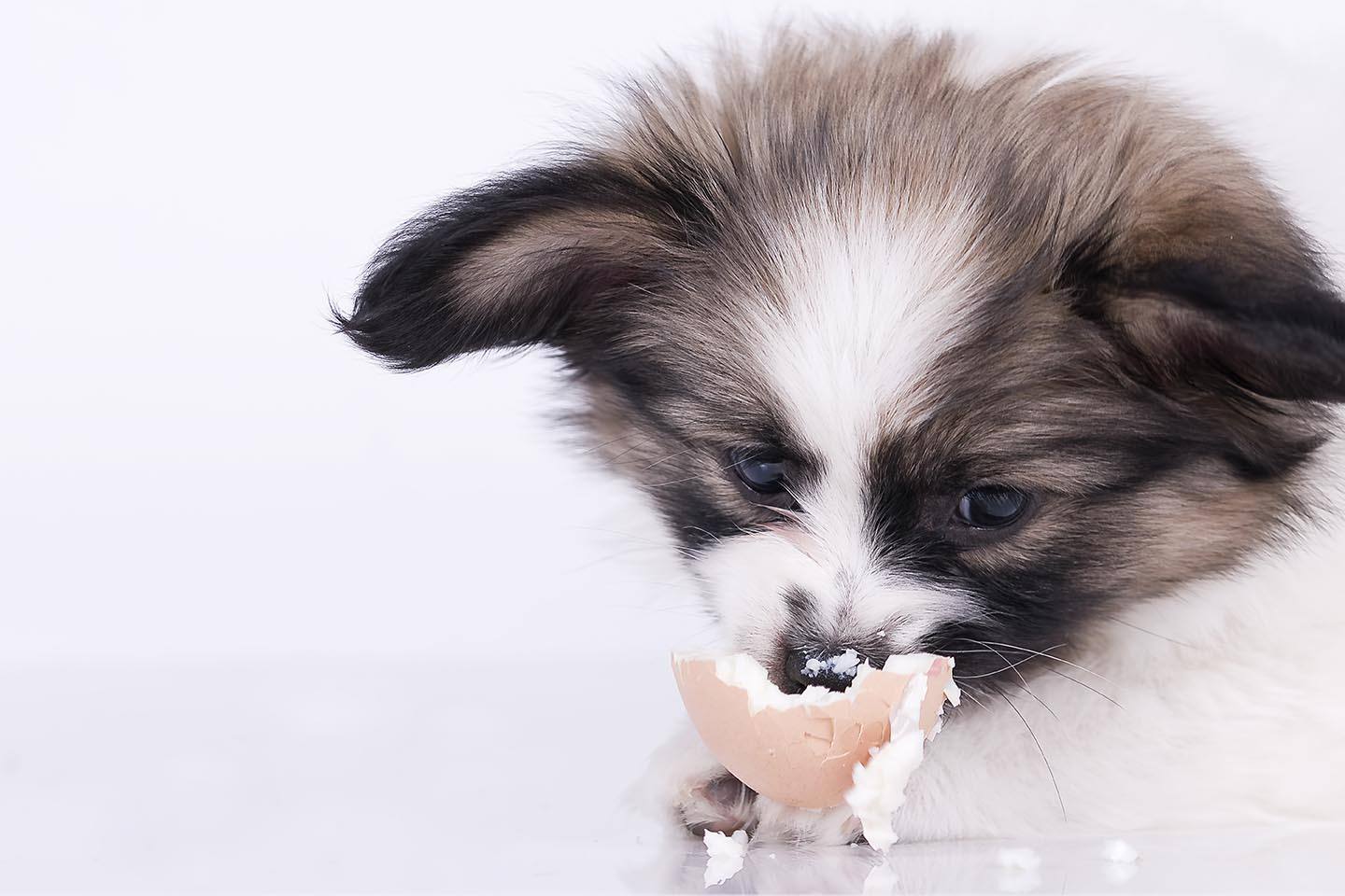 puppy eating egg
