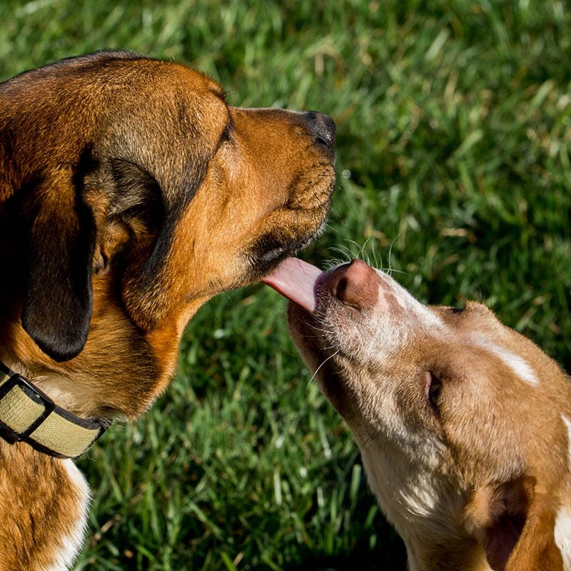 puppy licking a senior dog