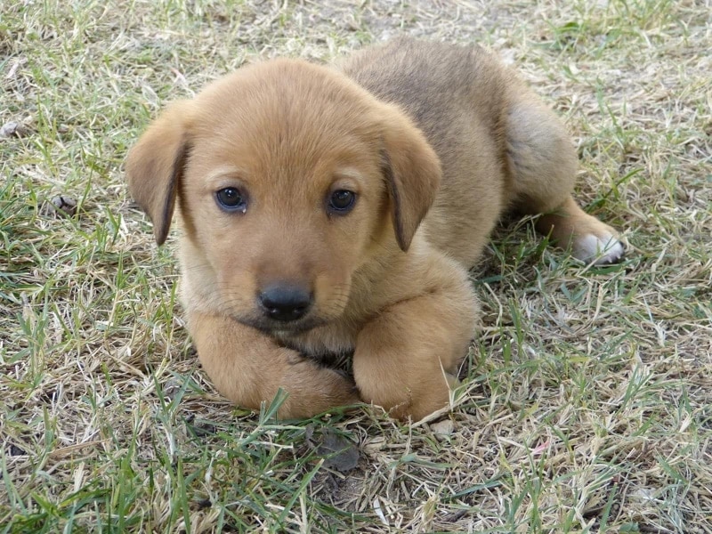 puppy lying on the grass with tucked paws