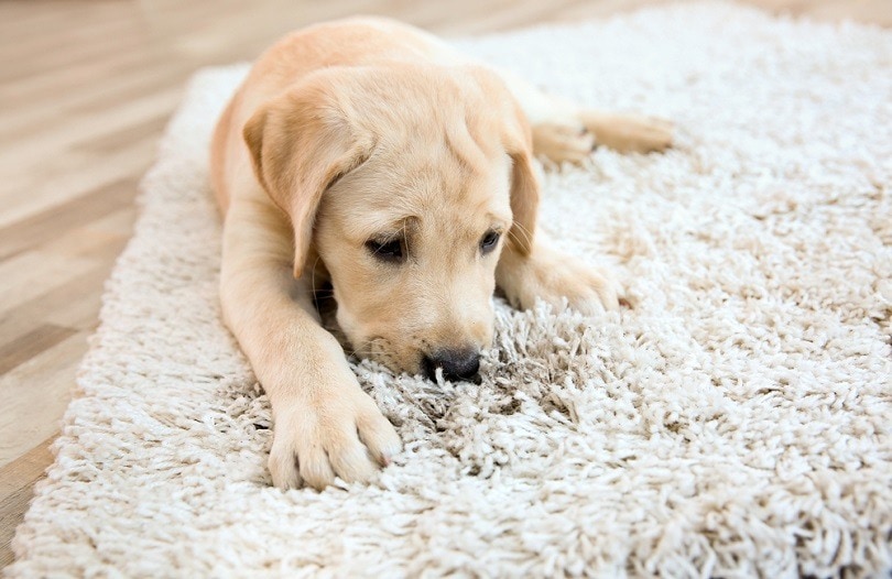 puppy on dirty rug