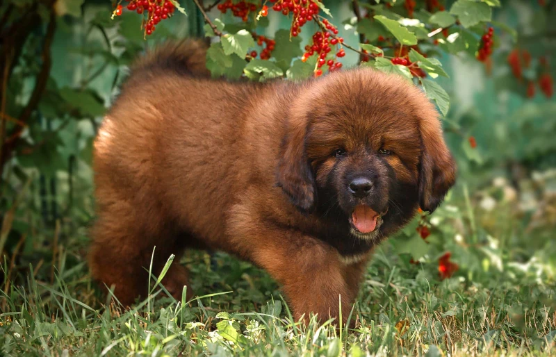 puppy tibetan mastiff dog walking on the grass
