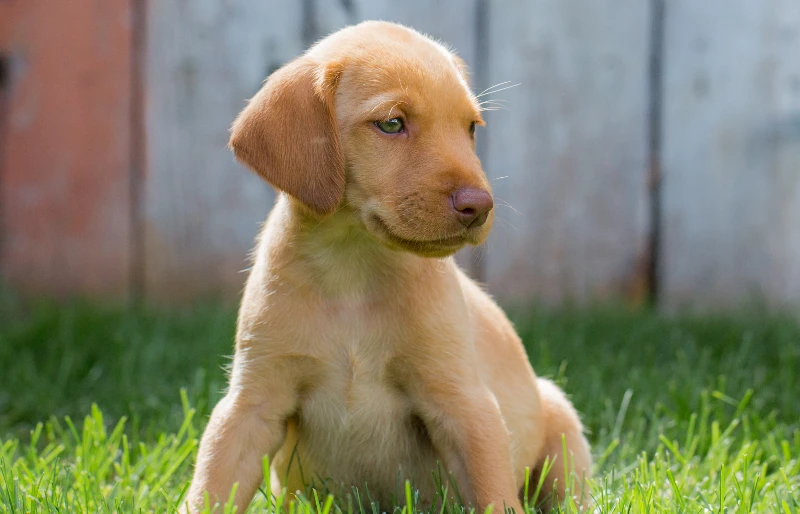 puppy yellow labrador vizsla mixed breed dog