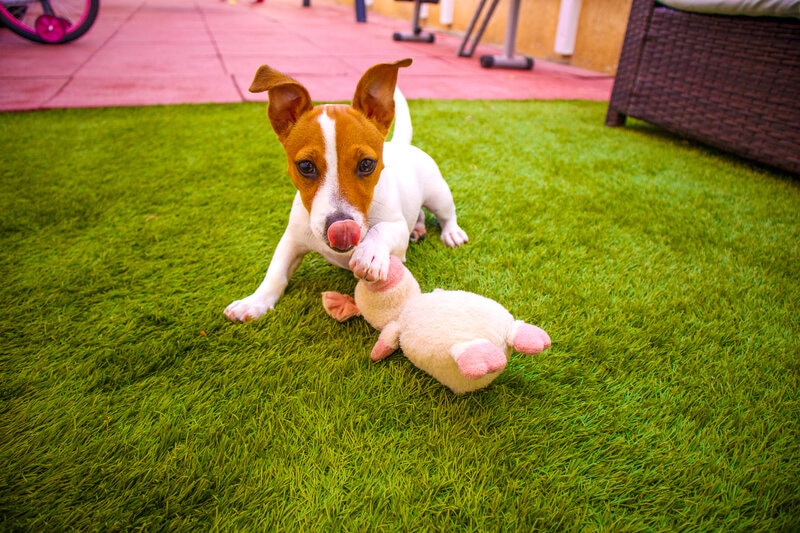 Jack Russel terrier puppy licks toy