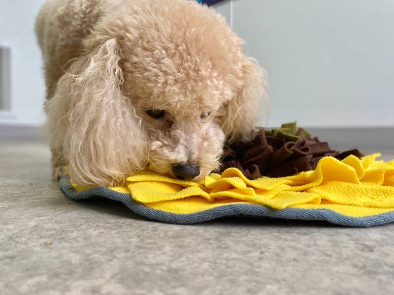 purebred white miniature poodle engaged in mental stimulation activity foraging for food in the snuffle mat