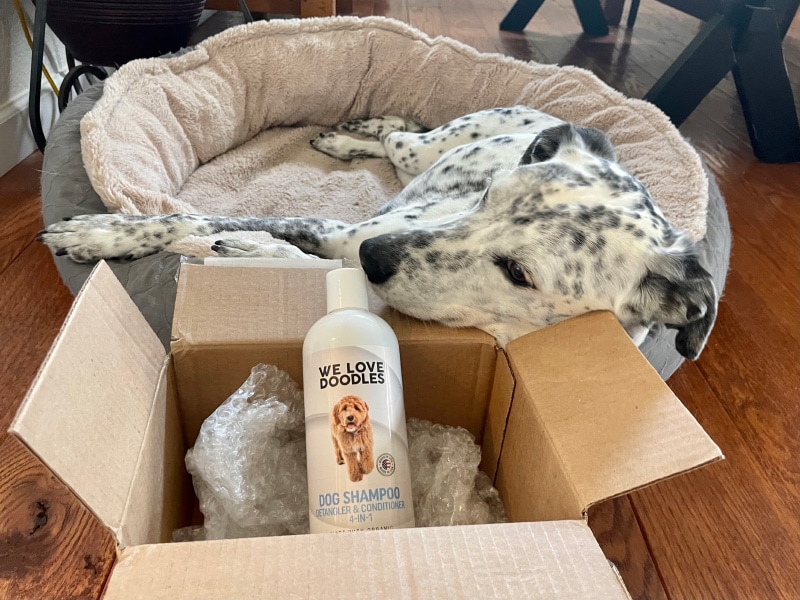 ragz lying next to we love doodles shampoo bottle in the box
