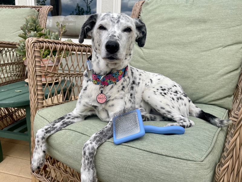 ragz on the couch with we love doodles slicker dog brush