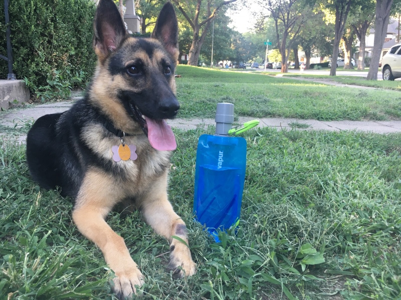 raven and vapur water bottle