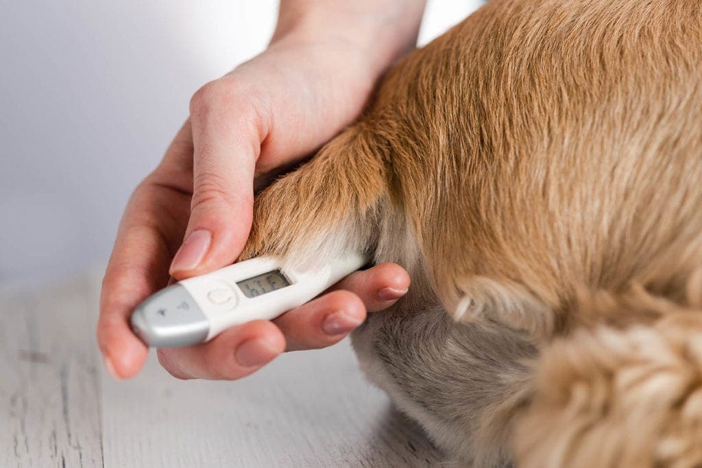rectal thermometer on dog