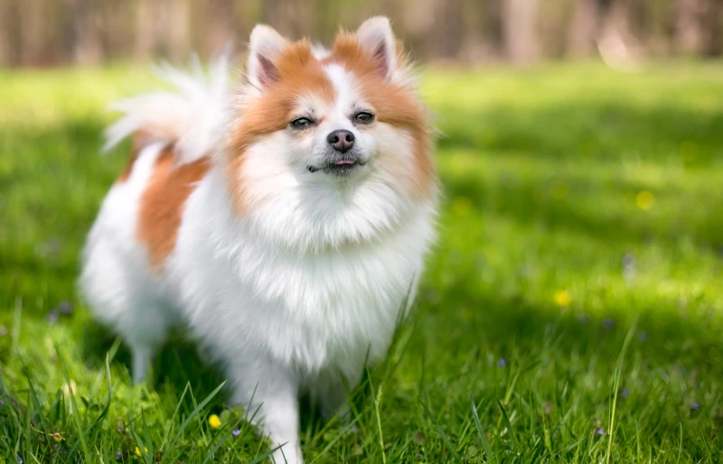 red and white parti Pomeranian dog outdoors