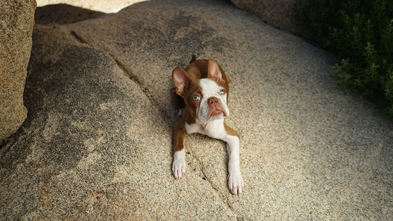 red boston terrier puppy lying on the rock