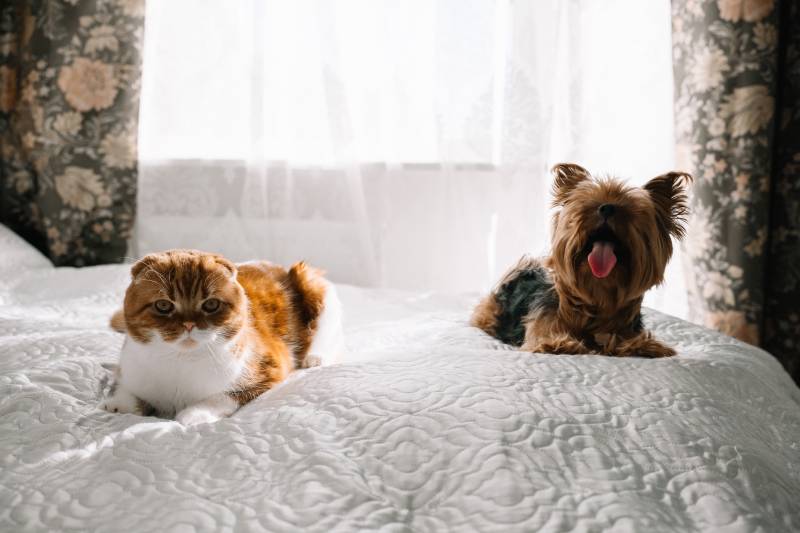 red haired scottish fold cat and yorkshire terrier dog lying together on the bed