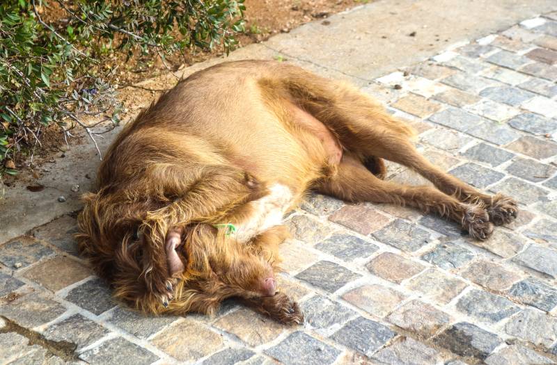 red long haired dog lies asleep on cobblestone sidewalk with his paw over his ear