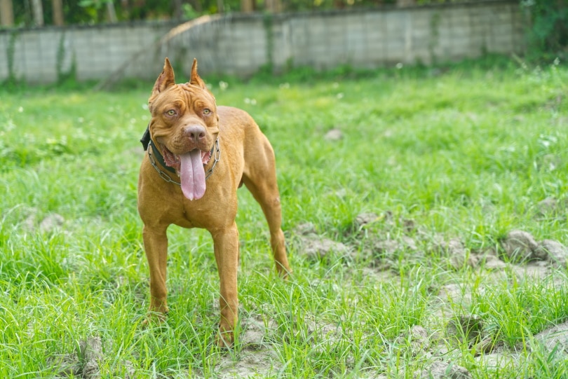 What Were Pit Bulls Bred For? History & FAQs – Dogster