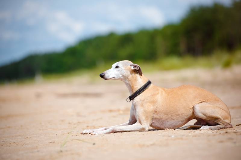 red whippet dog lying down on the beach