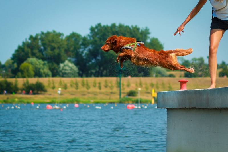 retriever dog jumping from a dock into a body of water