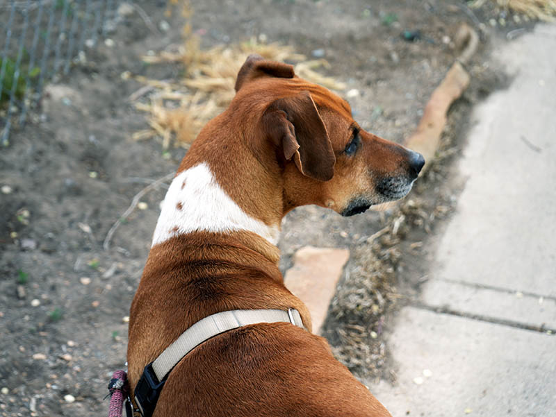 rhodesian ridgeback boxer mix dog walking outdoor