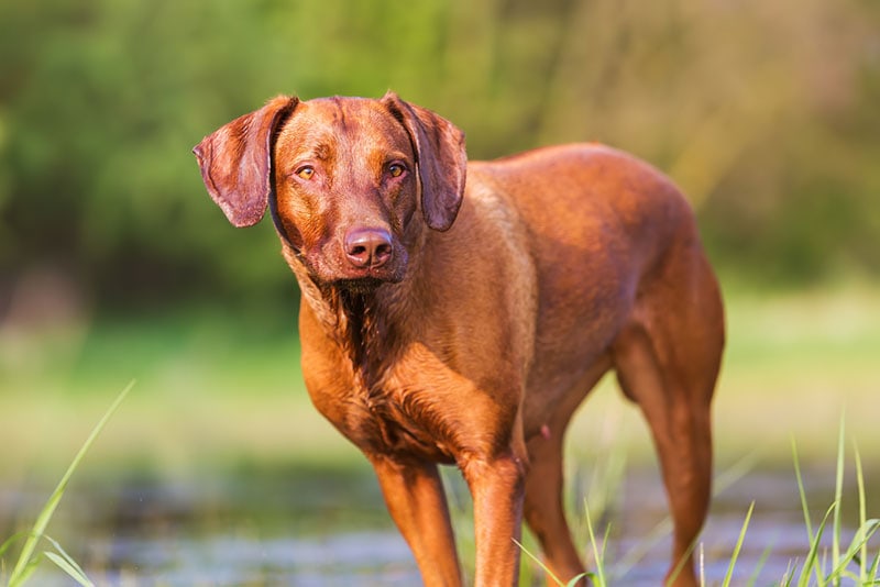 rhodesian ridgeback dog at a pond