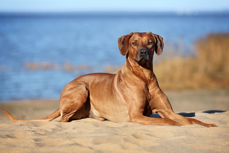 rhodesian ridgeback dog lying at the beach