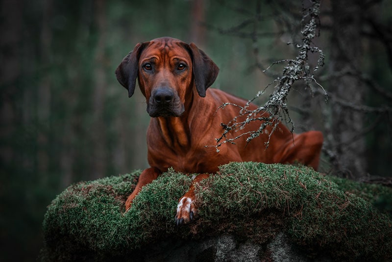 rhodesian ridgeback dog lying on mossy rock in the forest