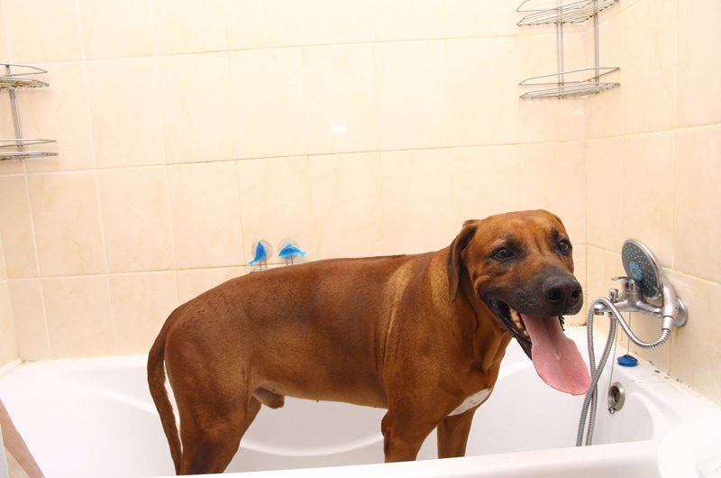 rhodesian ridgeback dog having a bath