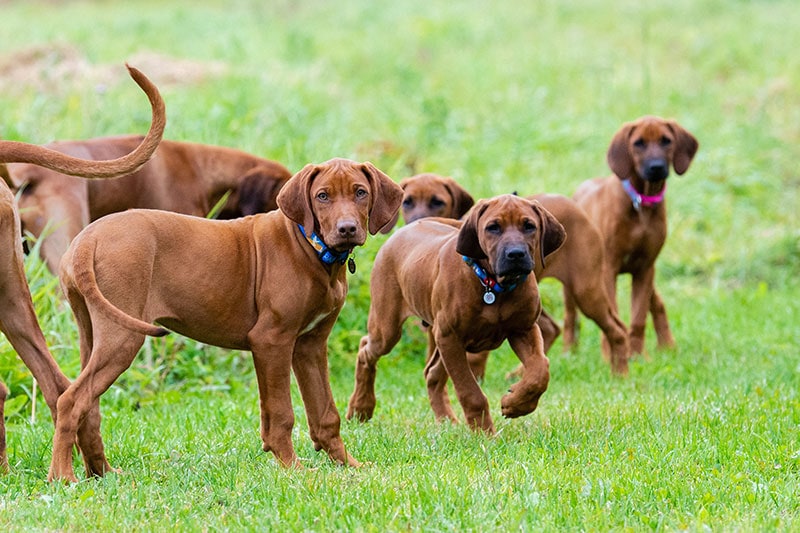 rhodesian ridgeback puppies walking on green grass