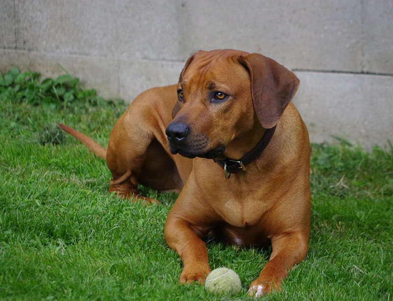 rhodesian ridgeback dog playing with a ball in the yard