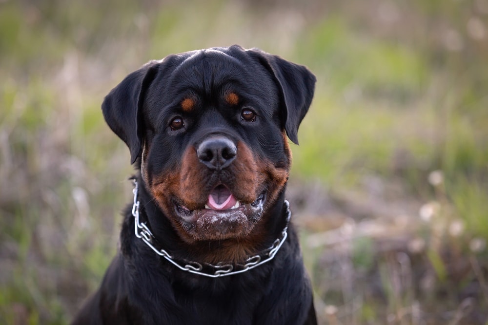rottweiler dog looking at the camera