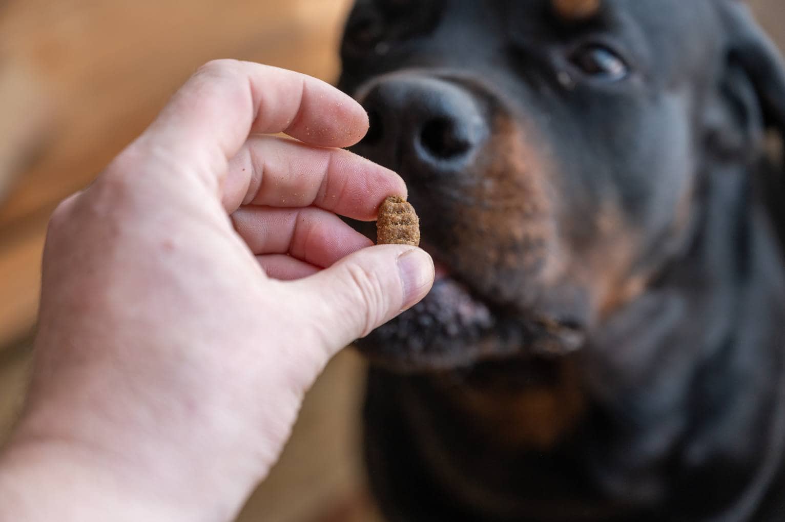 Rottweiler Give Treat